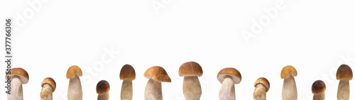 Close up of many different Boletus edulis (king bolete) mushroom isolated on white background banner wide panoramic panorama