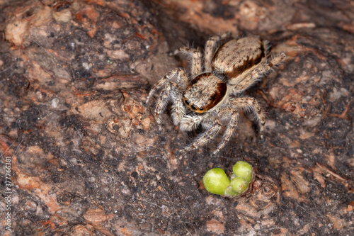 Gray Wall Jumping Spider of the species Menemerus bivittatus photo