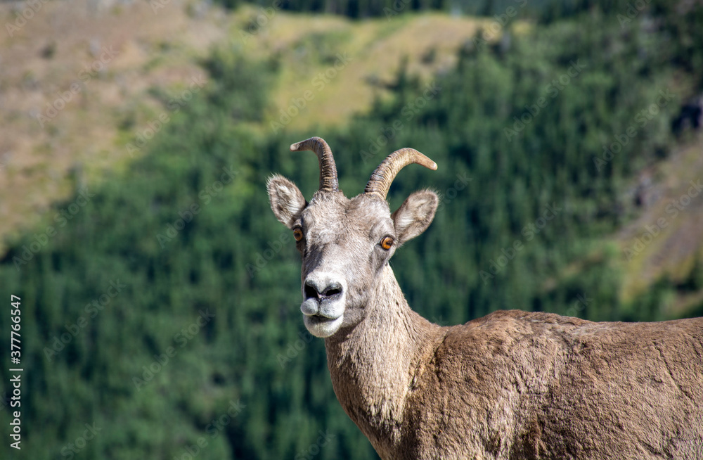 Goat at the Rocky Mountains