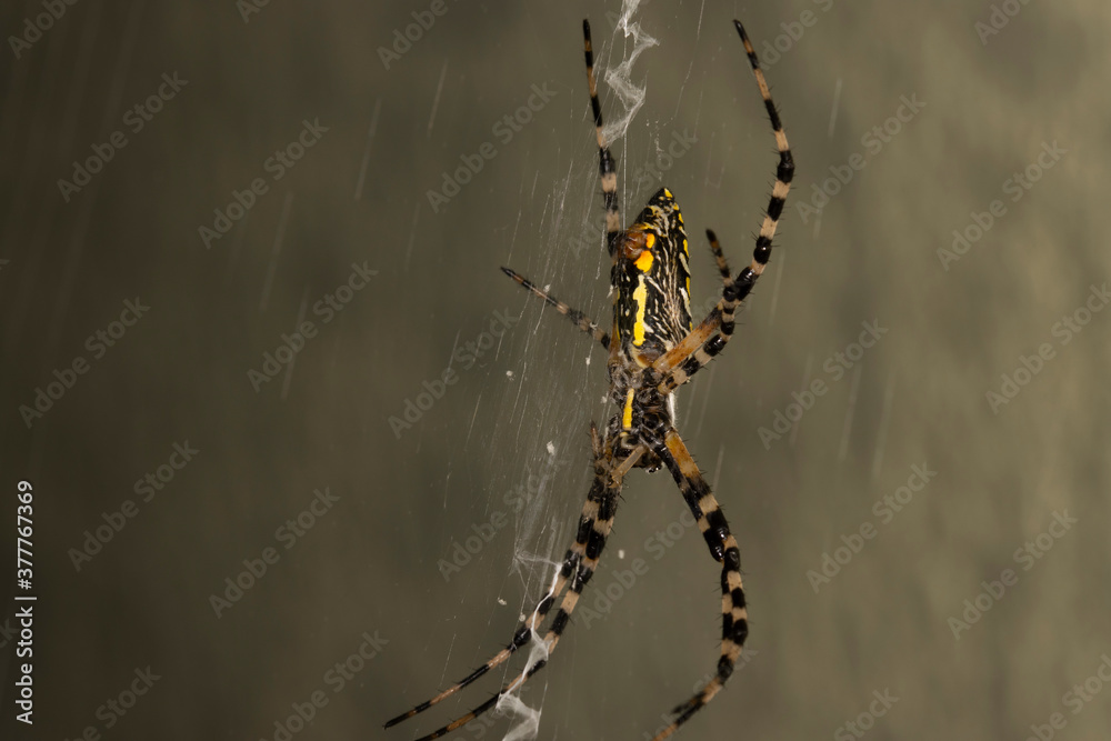 A Black and Yellow Garden Spider, Argiope aurantia, in its web, ventral view A Black and Yellow Garden Spider, Argiope aurantia, in its web, ventral view
