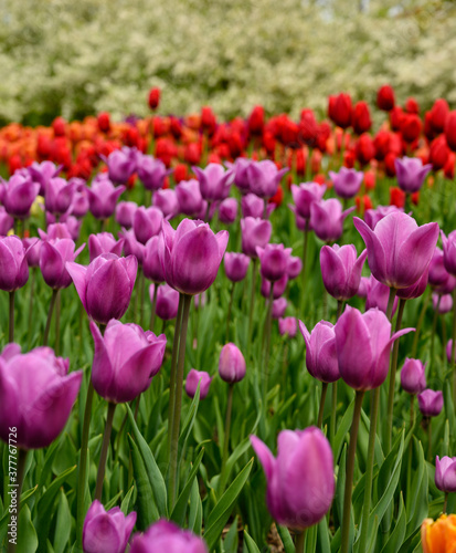 Purple an Red Tulips in Garden Bed