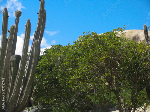 Cactus vegetation at Casibari Rock Formations, located at Aruba, Dutch Caribbean. photo