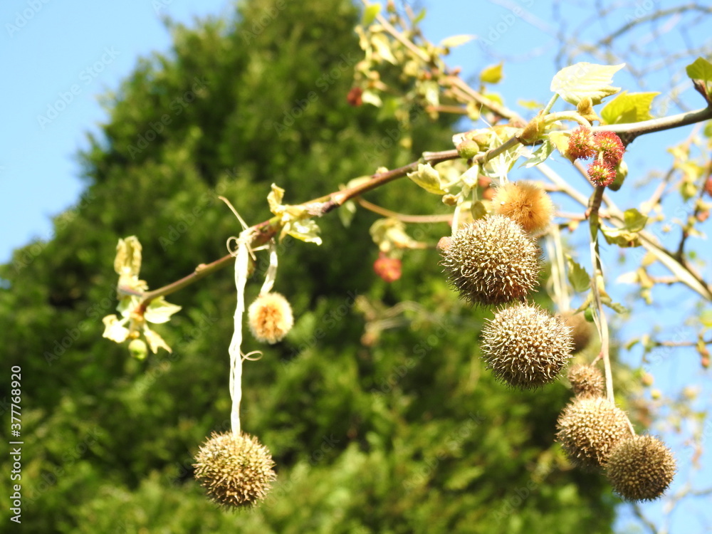 Tree branch with round balls Tree branch with round balls