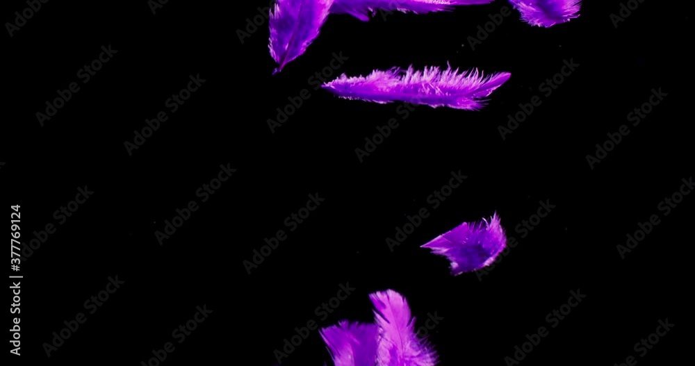 Isolated colour feather floating down in the air on the black background