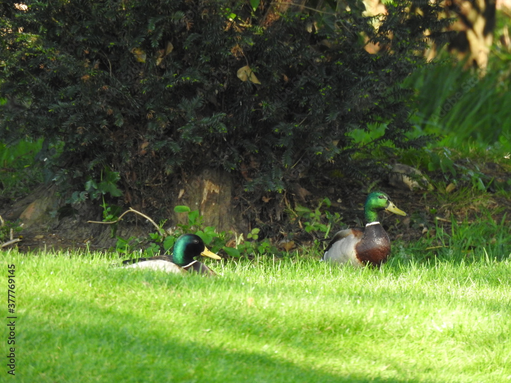 Two ducks on green grass Two ducks on green grass