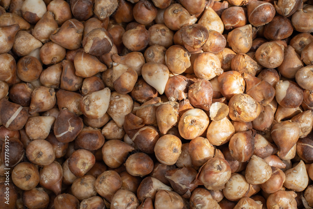 Varietal tulip bulbs damaged by pests and improper storage. Mistakes in gardening seed preparation. Damaged Dutch tulip bulb. Backdrop background Varietal tulip bulbs damaged by pests and improper storage. Mistakes in gardening seed preparation. Damaged Dutch tulip bulb. Backdrop background