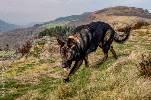 German Shepherd Dog on hillside ridge in Wales © Robert Huw Griffin