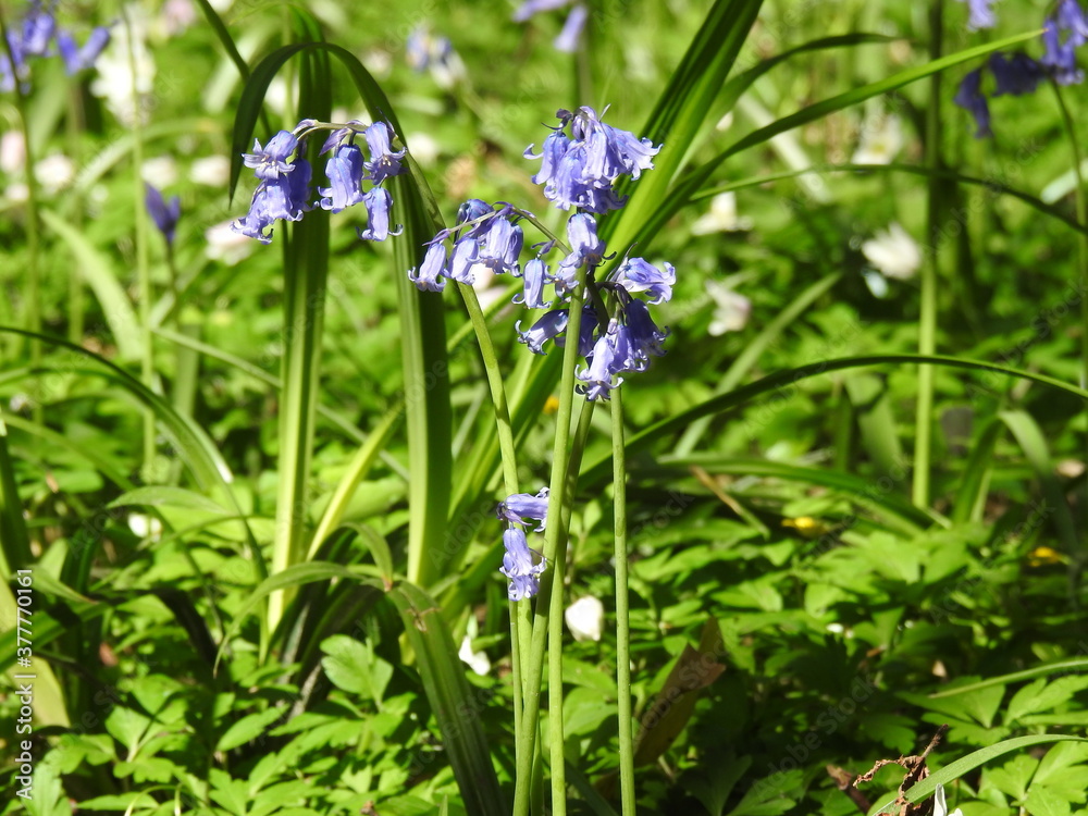 Blue little flowers like bells in the forest Blue little flowers like bells in the forest