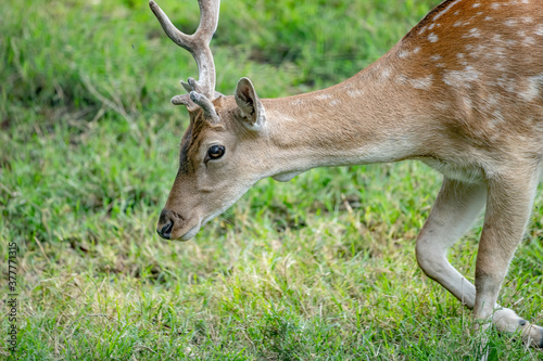 Peasant deer grazing photo