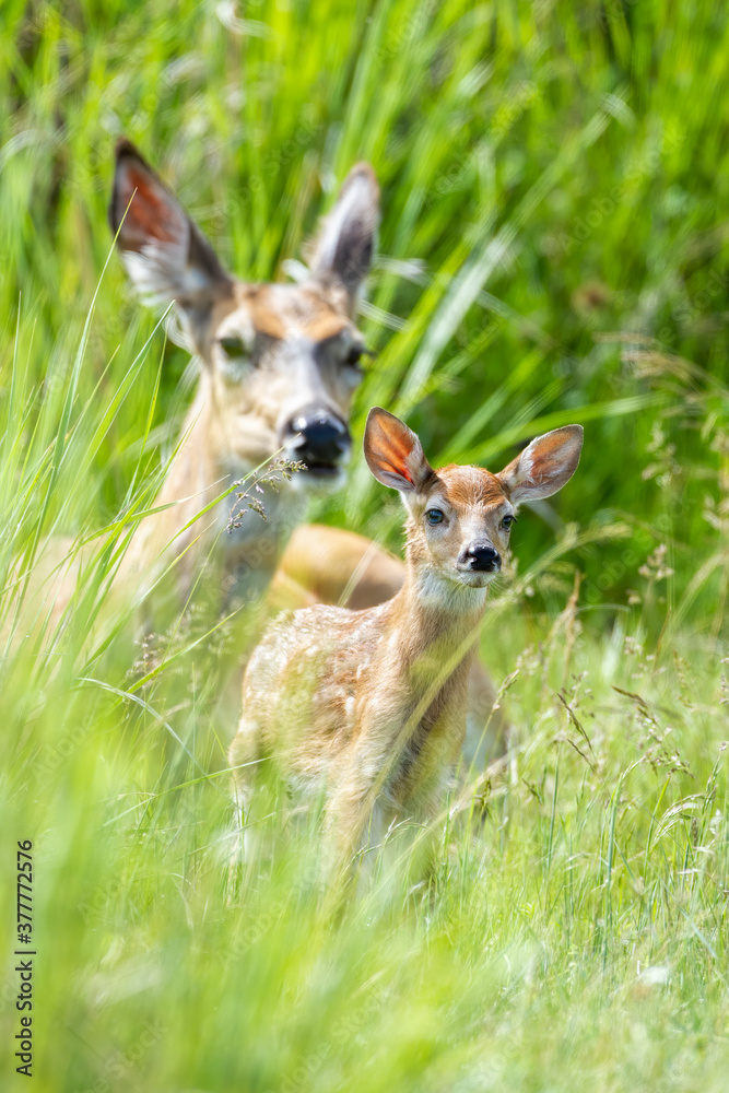 White-tailed Doe and Fawn White-tailed Doe and Fawn