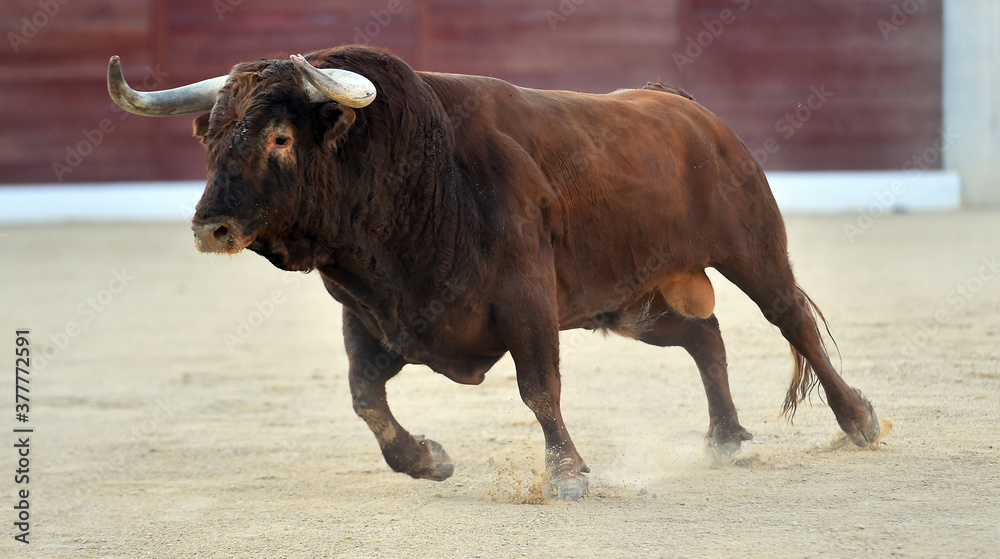 a powerful bull on the spanish spectacle of bullfight a powerful bull on the spanish spectacle of bullfight