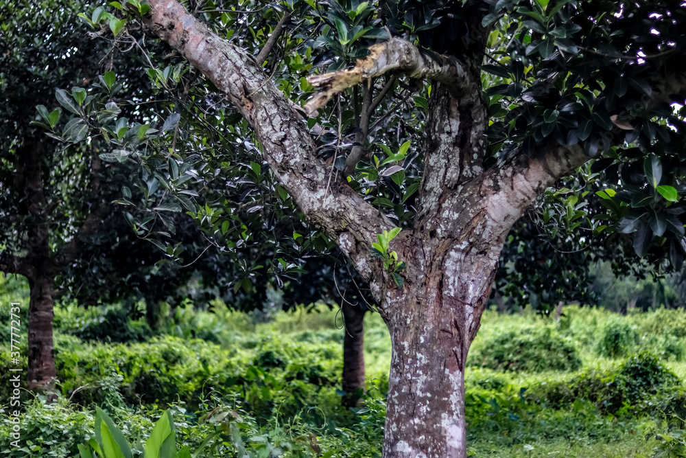 Obraz premium tree in the park