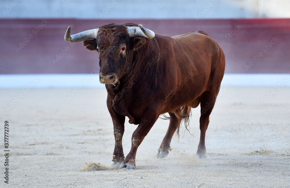 a powerful bull on the spanish spectacle of bullfight a powerful bull on the spanish spectacle of bullfight
