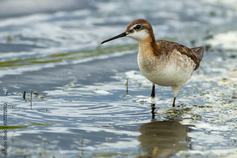 Φωτογραφία Wilson's Phalarope