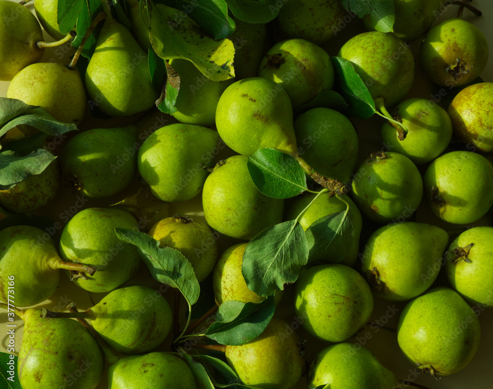 Green pear fresh from tree with green leaves in a group. Minimal local food concept, top view, overhead. Green food presentation. Green pear fresh from tree with green leaves in a group. Minimal local food concept, top view, overhead. Green food presentation.
