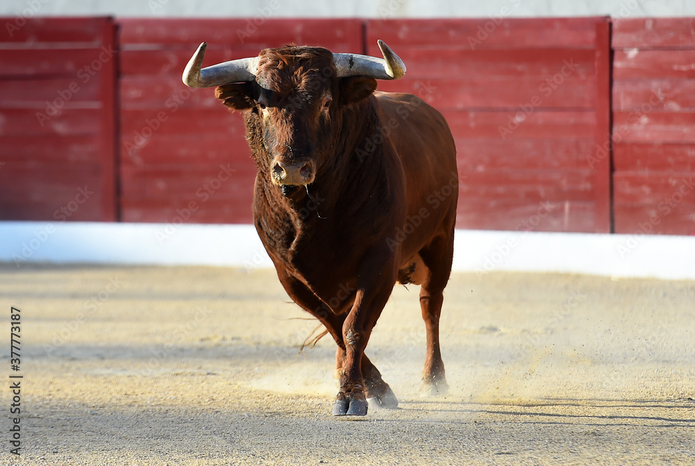 a powerful bull on the spanish spectacle of bullfight a powerful bull on the spanish spectacle of bullfight