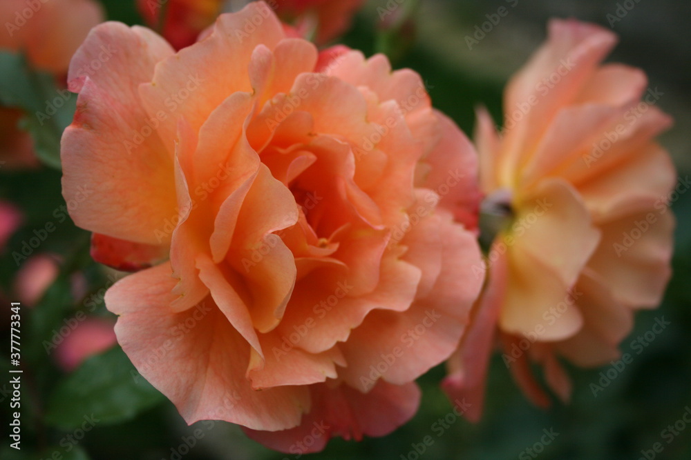 Rose “Westerland” in the morning garden Rose “Westerland” in the morning garden