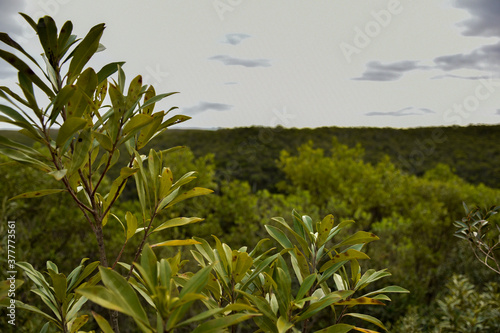 Foto de Paisaje con enfoque de una planta en primer plano