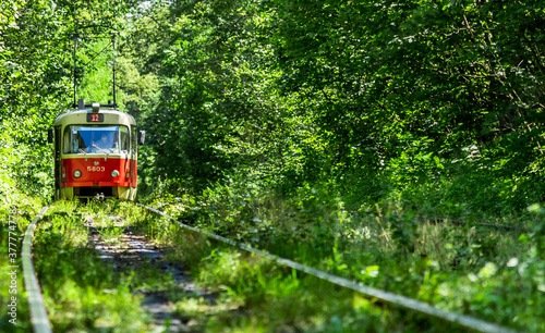 Old transport - a red tram follows a route through a beautiful green forest. Summer landscape in the park with a tram. Copy space for your text
