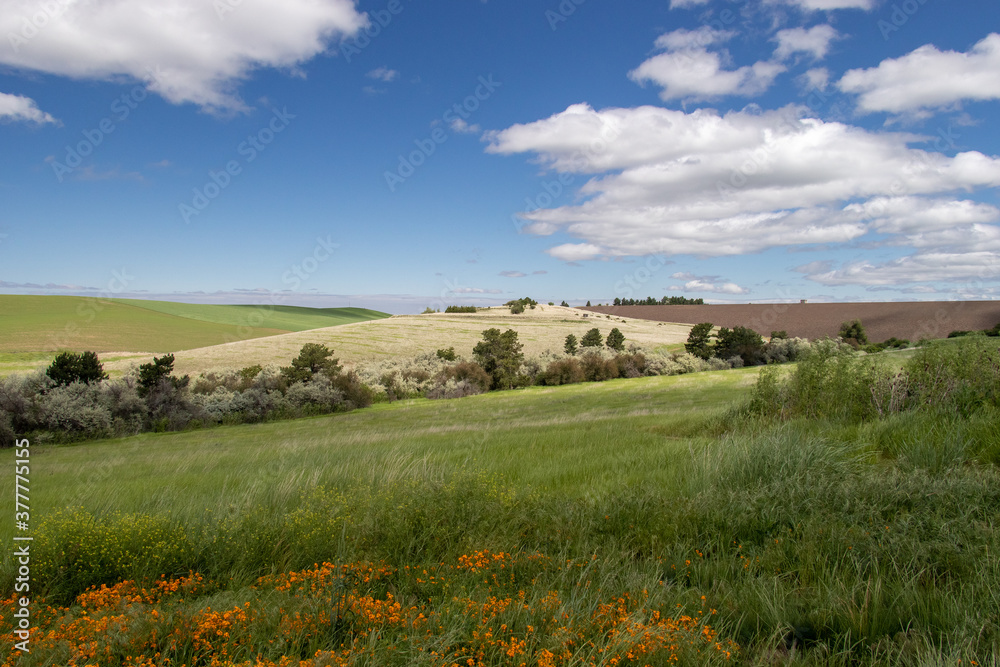 Φωτογραφία The colorful Palouse in Spring of Washington State