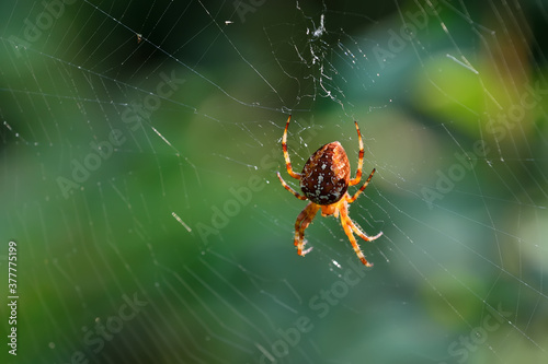 Spider Araneus sitting on a web in the background light closeup