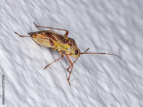 Plant bug of the species Taedia stigmosa photo