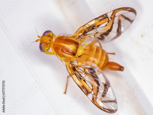 Fruit fly of the Genus Anastrepha photo
