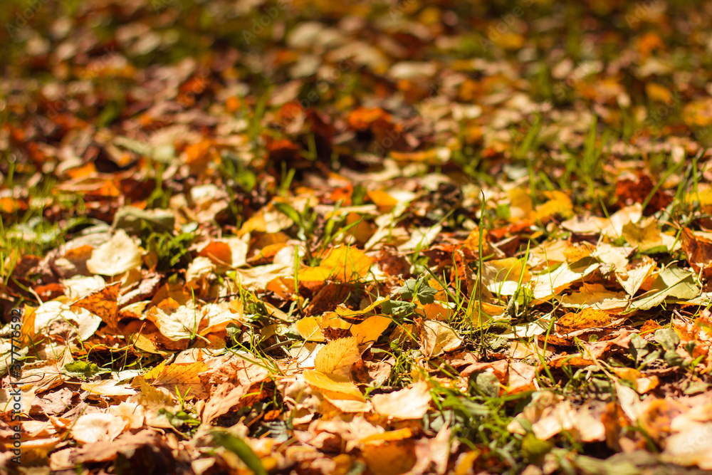 Red and orange background of autumn leaves. Outdoor. Colorful background image of fallen autumn leaves, autumn season. Copy text. Red and orange background of autumn leaves. Outdoor. Colorful background image of fallen autumn leaves, autumn season. Copy text.
