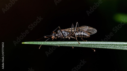 Carpenter Ant of the Genus Camponotus photo