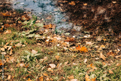 Red and orange background of autumn leaves. Outdoor. Colorful background image of fallen autumn leaves  autumn season.