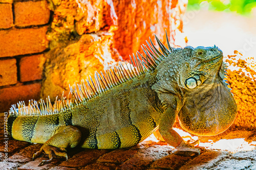 Green iguana iguana  also known as the American iguana in the loophole of an ancient fort  the southernmost point of the USA  Key West