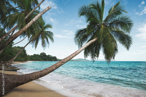 Fototapeta Naklejka Na Ścianę i Meble -  Tropical Beach Palm Coconut Tree Over Turquoise Blue Water in Punta Uva Costa Rica