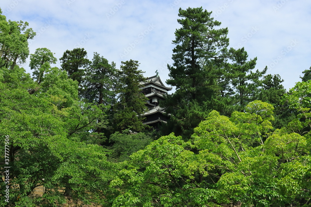 Fototapeta premium 松江城 松江市 島根