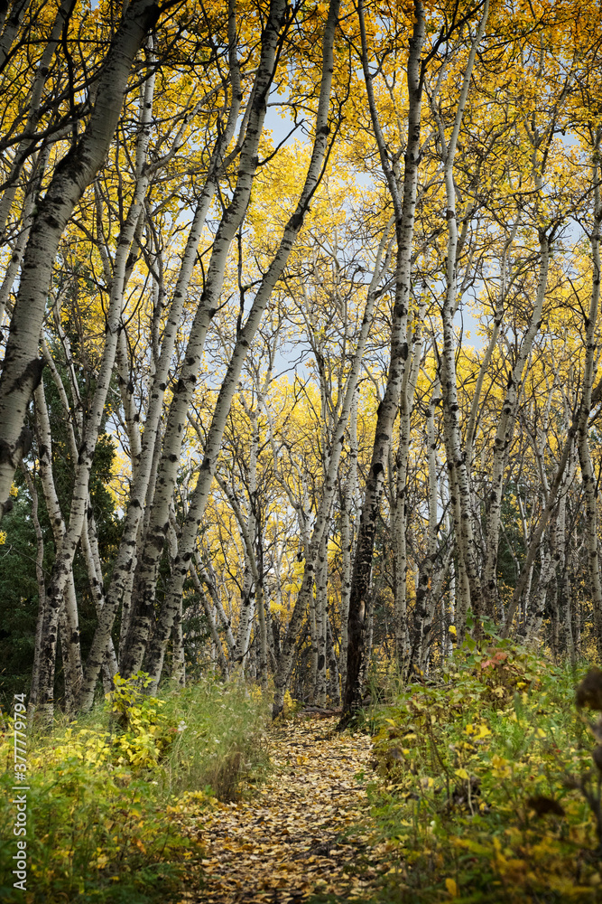 Fototapeta premium Autumn colours in Big Hill Springs Provincial Park as the tree leaves change colour .