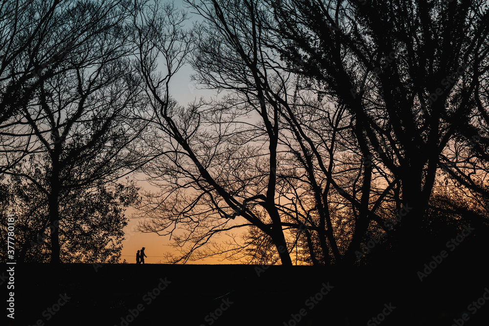 Fototapeta premium 夕暮れの散歩道