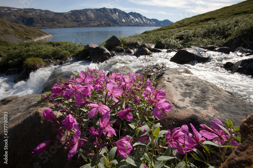 Fireweed and Mountain Stream, Greenland photo
