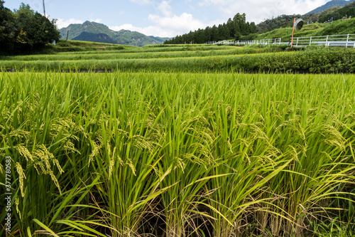 Rice crop terrace in Japan