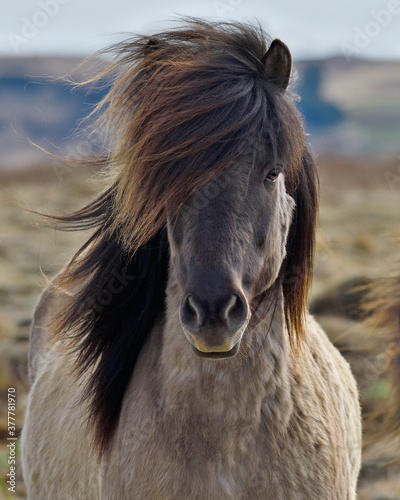 Icelandic Horse eye contact