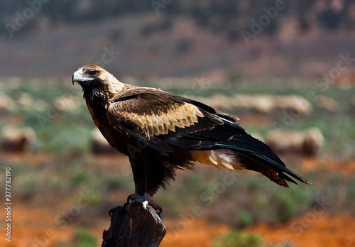 Wedge-tailed Eagle sitting on a fence post in the outback of South Australia. Sheep in background. photo