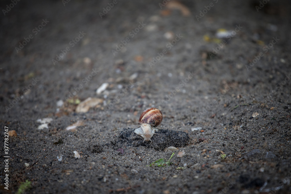 Helix Pomatia, also called Burgundy, Edible or Roman snail, known as escargot, standing on a rock on a wet ground after a rain. It is a brown very common snail in Europe Helix Pomatia, also called Burgundy, Edible or Roman snail, known as escargot, standing on a rock on a wet ground after a rain. It is a brown very common snail in Europe