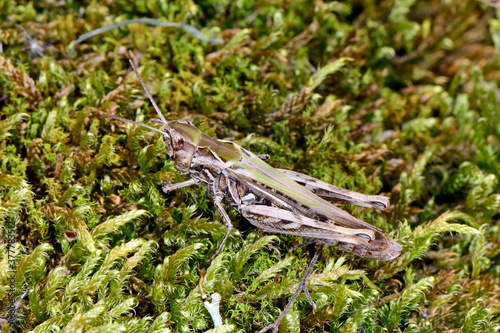 Nachtigall-Grashüpfer - Weibchen (Chorthippus biguttulus) - Duetting Grasshopper, bow-winged grasshopper - female photo