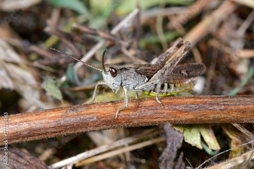 Nachtigall-Grashüpfer - Männchen (Chorthippus biguttulus) - Duetting Grasshopper, bow-winged grasshopper - male photo