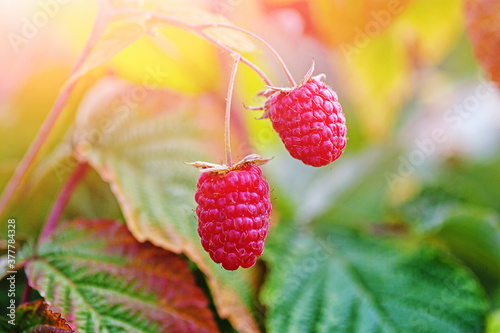 Two ripe raspberries on bush in sunny fall forest, close up
