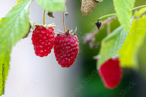 Red ripe raspberries growing in organic household cottage garden