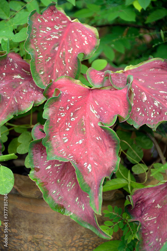 Beautiful leaves of Caladiun spp. on natural background. photo