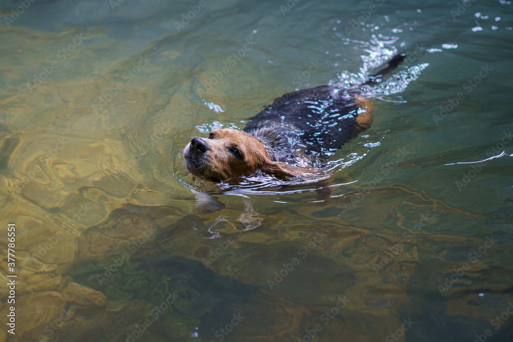 Obraz premium Perro beagle nadando en un lago durante una ruta de naturaleza trae un palo