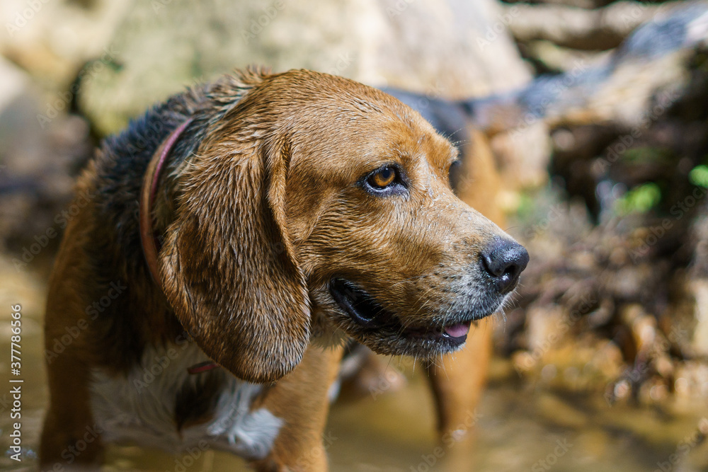 Perro beagle nadando en un lago durante una ruta de naturaleza trae un palo Perro beagle nadando en un lago durante una ruta de naturaleza trae un palo