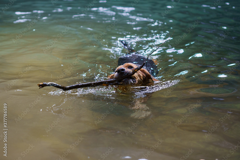 Obraz premium Perro beagle nadando en un lago durante una ruta de naturaleza trae un palo