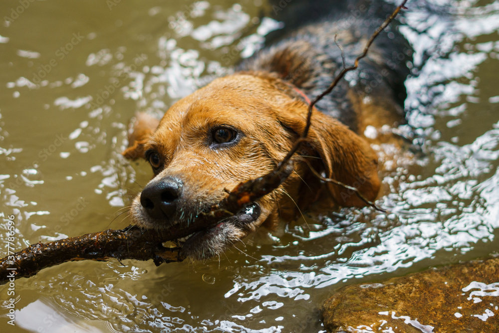 Perro beagle nadando en un lago durante una ruta de naturaleza trae un palo