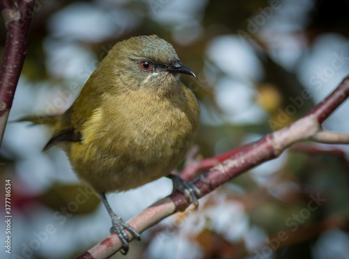 Photography Bellbird New Zealand native korimako